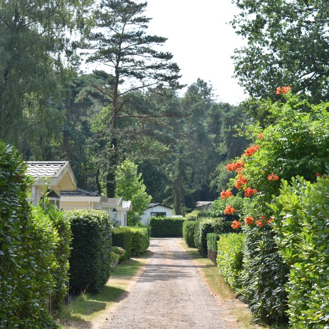 Thuis Op Het Mooiste Deel Van De Veluwe Recreatiepark De Driehoek