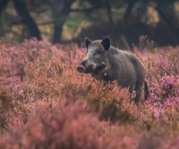 Natuur